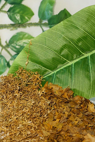 taro-leaves-as-tobacco-replacement-1